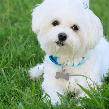 Personalised Dog Tag on a cute white puppy